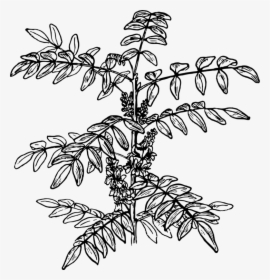 Line Art,plant,flora - Indigofera Leaf Vector, HD Png Download, Free Download