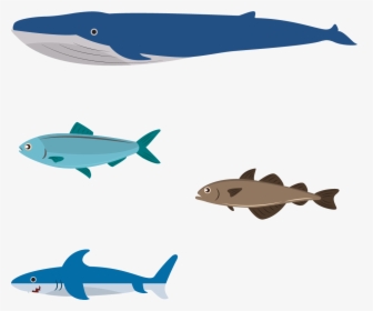 Flat Design Illustration - Flat Design Aquatic Animals, HD Png Download, Free Download