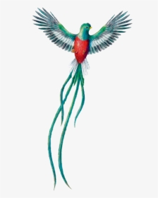 Scbird Bird Quetzal Avenacional Guatemala Freetoedit, HD Png Download, Free Download