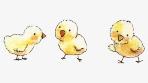 #baby #chicks #freetoedit - Duck, HD Png Download, Free Download