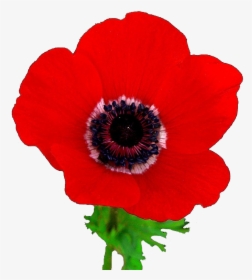 Remembrance Day Poppy Real, HD Png Download, Free Download