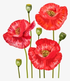 Bouquet Of Red Poppies For Your Design Stock Vector - Bodas Papoula Png, Transparent Png, Free Download