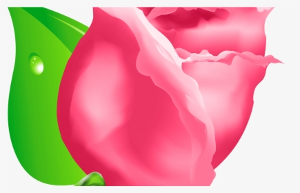 Transparent Rose Bud Clipart - Rose, HD Png Download, Free Download