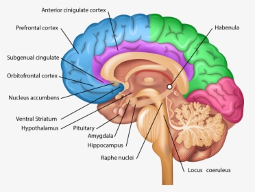 Nervous System Brain Parts, HD Png Download, Free Download