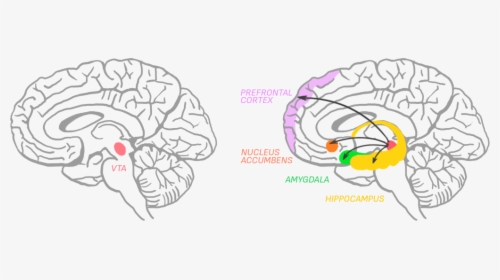 Amygdala Is Responsible For Memory, Decision-making - Ventral Tegmental Area Transparent, HD Png Download, Free Download