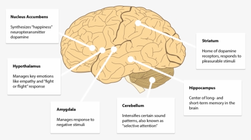 Areas Of The Brain That Interpret Sound - Lobes Of The Brain, HD Png Download, Free Download