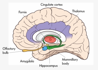 The Brains Of Various Animals Mouse, Cat, Dog, Rhesus - Interior Of The Brain Hippocampus, HD Png Download, Free Download