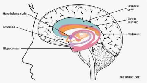 Limbic Lobe - Labeled Limbic System Diagram, HD Png Download, Free Download