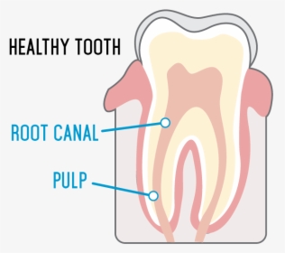 Healthy Tooth, HD Png Download, Free Download
