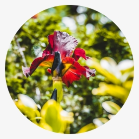 Hidden Red Flower - Iris, HD Png Download, Free Download
