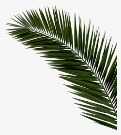 Right Palms Top Reduex - Palm Tree Png White Leaf, Transparent Png, Free Download