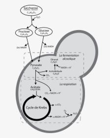Yeast Respiration X Fermentation - Fermentation And Respiration Of Yeast, HD Png Download, Free Download