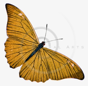 Vintage Butterfly Butterfly Illustration, HD Png Download, Free Download
