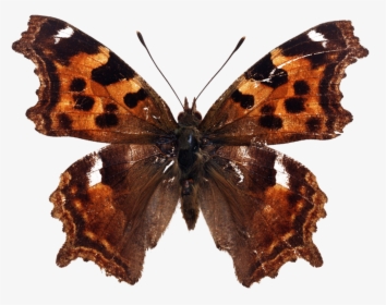 Butterfly Png Download Beautiful Butterfly Png Images - Polygonia C Album Png, Transparent Png, Free Download