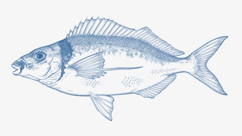 Spotted Weakfish, HD Png Download, Free Download