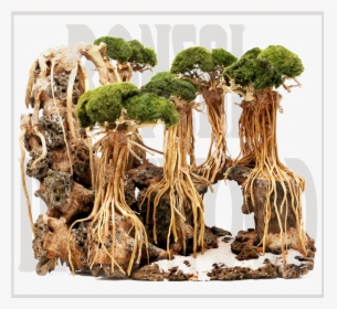 Aquarium Bonsai Tree, HD Png Download, Free Download