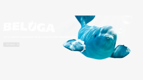 Lotte World Aquarium Logo, HD Png Download, Free Download