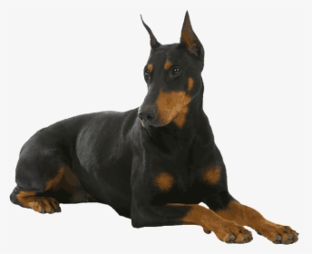 Doberman, Dog, And Overlay Image - Doberman Dog Pic Png, Transparent Png, Free Download