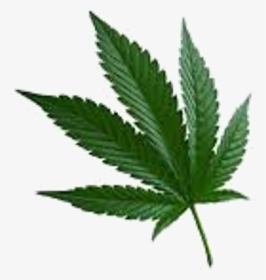 Transparent Real Weed Leaf Png - Cannabis Sativa, Png Download, Free Download