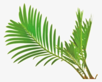 Palm Leaf Vector Png - Pohon Salak Vector Png, Transparent Png, Free Download