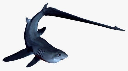 Depth Wiki - Thresher Shark Transparent Background, HD Png Download, Free Download
