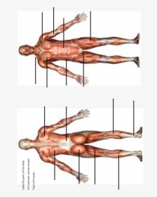 Muscle Origins And Insertions - Muscle, HD Png Download, Free Download