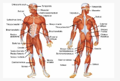 Muscular System Test, HD Png Download, Free Download