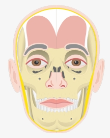 Frontalis Muscle Insertion And Origin, HD Png Download, Free Download