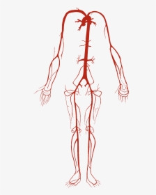 Arterial System - Arterial System In Human Body, HD Png Download, Free Download