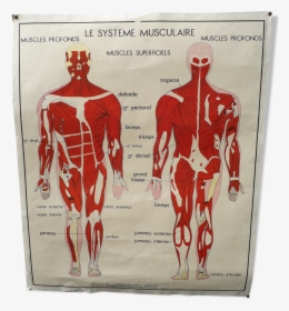 Rossignol School Poster The Muscular System / Nervous - French Human Body Organ System, HD Png Download, Free Download