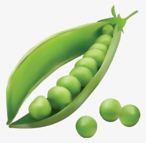Pea Transparent Png - Explosion Pea Seed Dispersal By Explosion, Png Download, Free Download