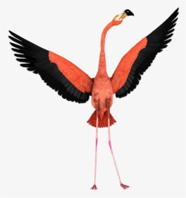 Flamingo With Open Wings, HD Png Download, Free Download