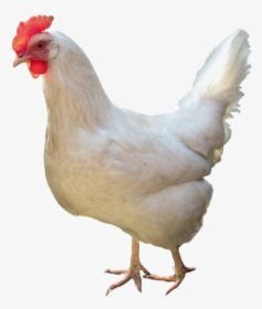 White Chicken Png High-quality Image - White Chicken White Background, Transparent Png, Free Download