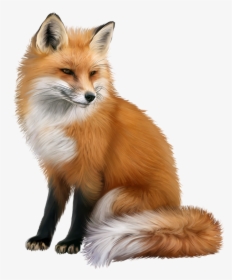 Red Fox Portable Network Graphics Animal Computer Icons - Fox Png, Transparent Png, Free Download