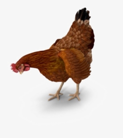 Brown Chicken Png Image - Chicken Eating Png, Transparent Png, Free Download