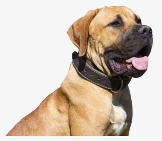 Bulldog Transparent Png Image - Png Dog Full Hd, Png Download, Free Download