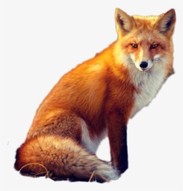 Fox Png Image - Portable Network Graphics, Transparent Png, Free Download