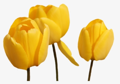 Yellow Tulip Flower Png - Yellow Tulip Flowers Png, Transparent Png, Free Download