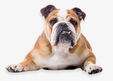 Bulldog Rescue Network - Bulldog Png, Transparent Png, Free Download