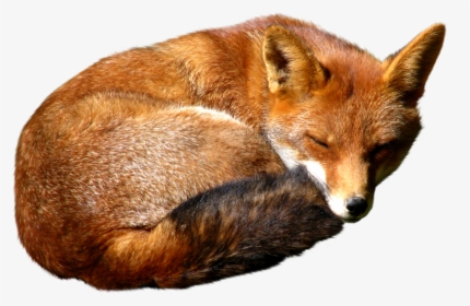 Were Foxes Introduced To Australia, HD Png Download, Free Download