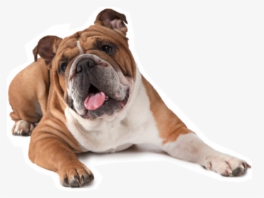 Transparent Bull Dog Png - Transparent Background Bulldog Transparent, Png Download, Free Download