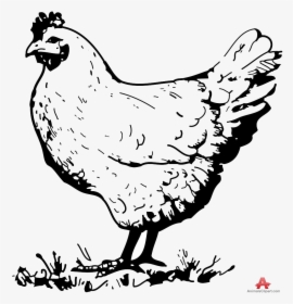 Chicken Vintage Clipart Black And White Clipartfox - Black And White Chicken Clip Art, HD Png Download, Free Download