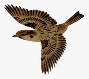 Flying Sparrow Transparent Background, HD Png Download, Free Download