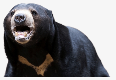 American Black Bear Png Transparent Background - Sun Bear, Png Download, Free Download