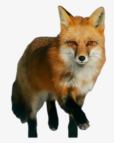 100% Free Transparent Fox Png Image Available To Download - Red Fox, Png Download, Free Download