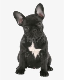 Bulldog,dog Group,bulldog,companion Dog,toy Bulldog,rare - French Bulldog Png Free, Transparent Png, Free Download
