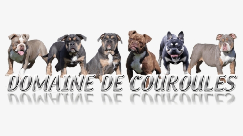 Domaine De Couroules Logo - Olde English Bulldogge, HD Png Download, Free Download