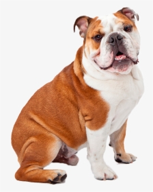 English Bulldog Brown And White, HD Png Download, Free Download