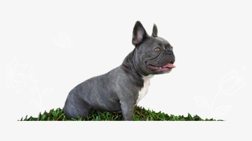 Breed,canidae,french Bulldog,snout,toy Bulldog,companion - Blue White Mini French Bulldog, HD Png Download, Free Download