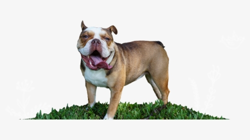 Penelope The Chocolate Tri English Bulldog Rare Color - Olde English Bulldogge, HD Png Download, Free Download